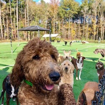 Green Beagle Lodge - Pet Groomers Near Me - Chapel Hill, North Carolina
