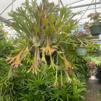 Leonardi's Nursery Landscaping & Irrigation - Look at that hanging plant! - Nurseries & Gardening Near Me - Saint Augustine, Florida