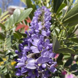 Don't forget to smell the Laurels!