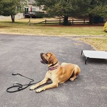 Training With Karen - Pet Training Near Me Training With Karen - Pet Training Near Me
