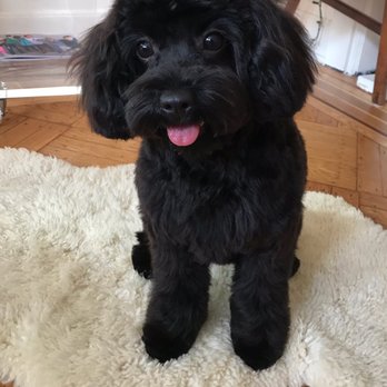 Brooklyn Paw House - After - Pet Groomers Near Me - Brooklyn, New York