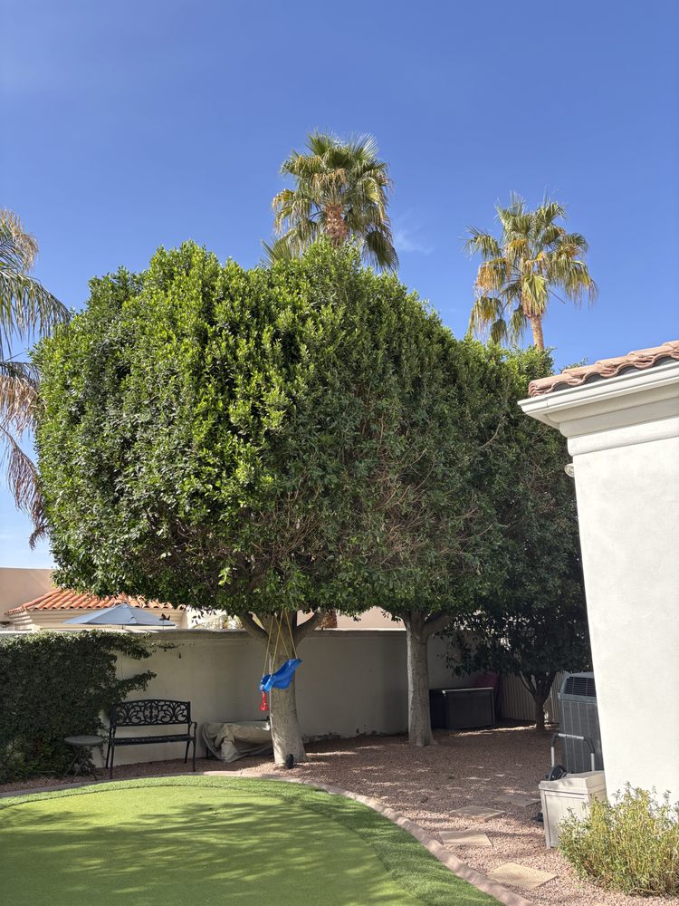 Montejo landscape management - tree service in Mesa, AZ