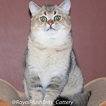 Royal Plush Brits Cattery - Baby boy Teofil - Pet Breeders Near Me Royal Plush Brits Cattery - Baby boy Teofil - Pet Breeders Near Me