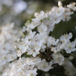 Union Point - Sakura/Cherry Blossoms