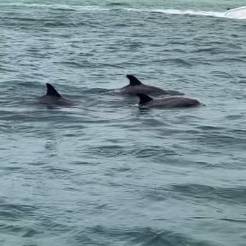 Lagoon Pontoons - Dolphins - Boating Near Me - Panama City Beach, Florida Lagoon Pontoons - Dolphins - Boating Near Me - Panama City Beach, Florida
