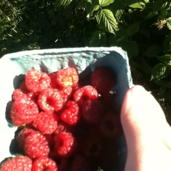 Rose Hill Farm - Raspberry - Fruits & Veggies Near Me - Red Hook, New York Rose Hill Farm - Raspberry - Fruits & Veggies Near Me - Red Hook, New York