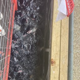 Feeding catfish! Feeding catfish!