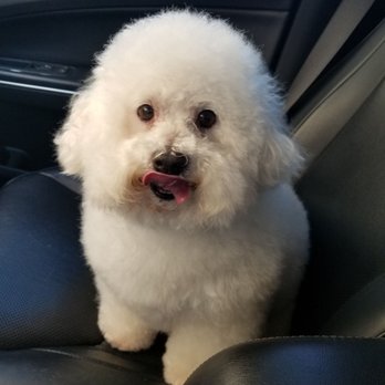 Foxy Fur - PawTree - Foxy fur thank u - Pet Groomers Near Me