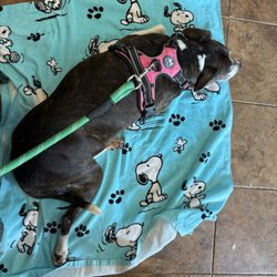 Dr Raymond K Yoza, Resonant Healing - Usually my dog is can't sit still in new environments. Proof that there's good energy there, keeping her calm.