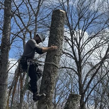 Birdsong Tree Service - Tree Services Near Me Birdsong Tree Service - Tree Services Near Me