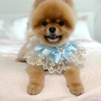 Le Pawsh - Pet Groomers Near Me - Fremont, California Le Pawsh - Pet Groomers Near Me - Fremont, California