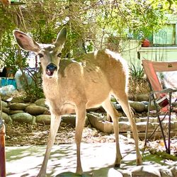 Kern River Rockin' Blues Festival - This was my welcoming committee as I checked into my Air B&B for the Kern River Rockin Blues Festival