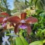 Photo of C R Orchids Nursery