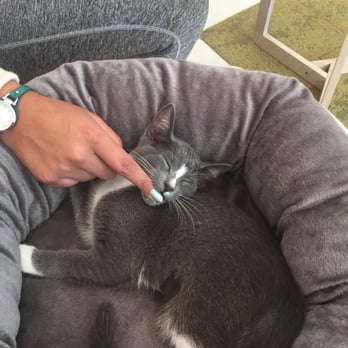 KitTea - Pet Adoption Near Me - San Francisco, California