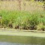 Fox River Shores Forest Preserve