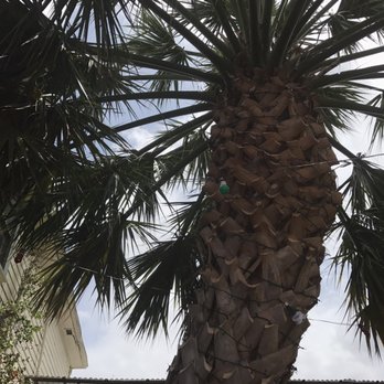 Guillermo's - Beautiful palm above us - Italian Near Me - San Antonio, Texas