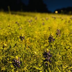 Terry Hershey Park - Come during the day time to see the wildflowers.