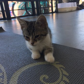 PHX Cat Cafe - Pet Adoption Near Me - Phoenix, Arizona