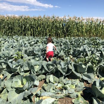 Miller Farms - Bring scissors or a hatchet?! Cabbage was a little to pick - Farmers Market Near Me - Platteville, Colorado