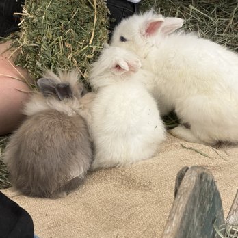 Grange Garden Outdoor - Bunnies - Coffee & Tea Near Me - Solana Beach, California