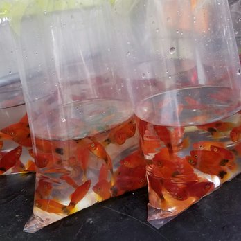 金魚街 - Pet Stores Near Me - Hong Kong, HK