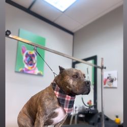 Aqua Dog Pet Grooming