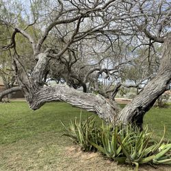 Ovalle's Green Lawn Service - Cleaned area (after taking off the weeds out )