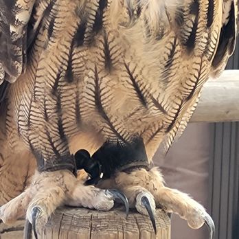 Catalina Falconry Experience - Active Life Near Me - Avalon, California Catalina Falconry Experience - Active Life Near Me - Avalon, California