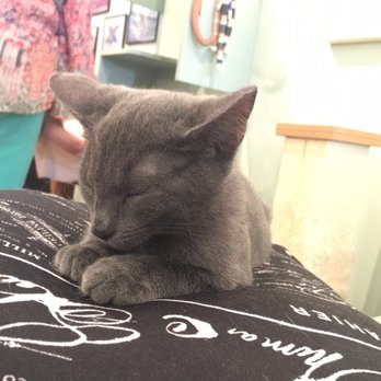 Le Cat Cafe - The sweetest one. - Pet Adoption Near Me - Philadelphia, Pennsylvania Le Cat Cafe - The sweetest one. - Pet Adoption Near Me - Philadelphia, Pennsylvania