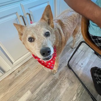 Pet Beauty Mobile Grooming - Pet Groomers Near Me Pet Beauty Mobile Grooming - Pet Groomers Near Me