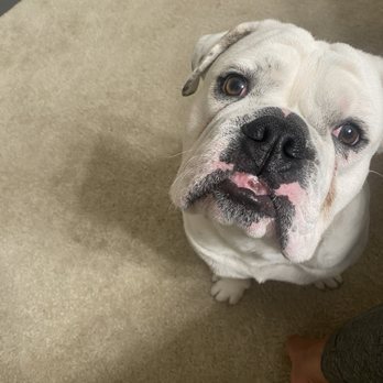 bark! bark! - Take me back to bark!bark! Please - Pet Groomers Near Me - Signal Hill, California bark! bark! - Take me back to bark!bark! Please - Pet Groomers Near Me - Signal Hill, California