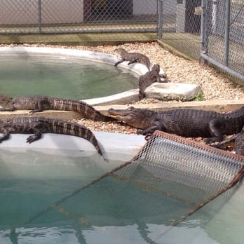 Gator Chateau - Their habitat for now, they are released to a preserve at age 7 - Amusement Parks Near Me - Jennings, Louisiana Gator Chateau - Their habitat for now, they are released to a preserve at age 7 - Amusement Parks Near Me - Jennings, Louisiana