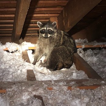 A Team Wildlife Removal and Trapping - Raccoon removal from inside the attic of a residential Home. - Wildlife Control Near Me A Team Wildlife Removal and Trapping - Raccoon removal from inside the attic of a residential Home. - Wildlife Control Near Me