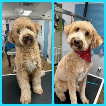 Wag On Wheels - Pet Groomers Near Me