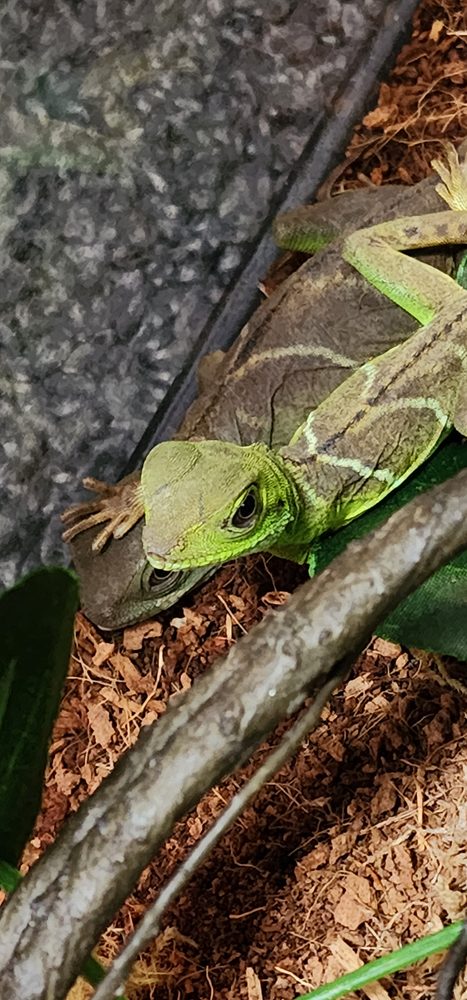 Audalinas Exotic Rescue - pet boarding facility in Phoenix, AZ