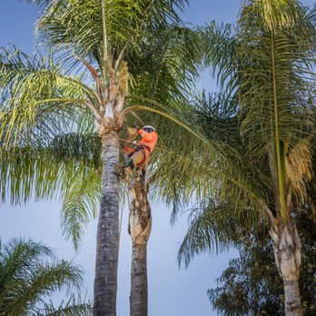 ELM Tree Care - Queen Palm Trimming!! - Tree Services Near Me - Temecula, California ELM Tree Care - Queen Palm Trimming!! - Tree Services Near Me - Temecula, California