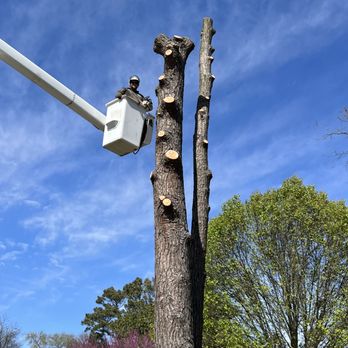 Dogwood Tree Care - Pine Removal - Tree Services Near Me Dogwood Tree Care - Pine Removal - Tree Services Near Me