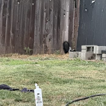 Vista Pet Groomery - The skunk in question. - Pet Groomers Near Me - Vista, California Vista Pet Groomery - The skunk in question. - Pet Groomers Near Me - Vista, California