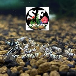 SF Aquatic