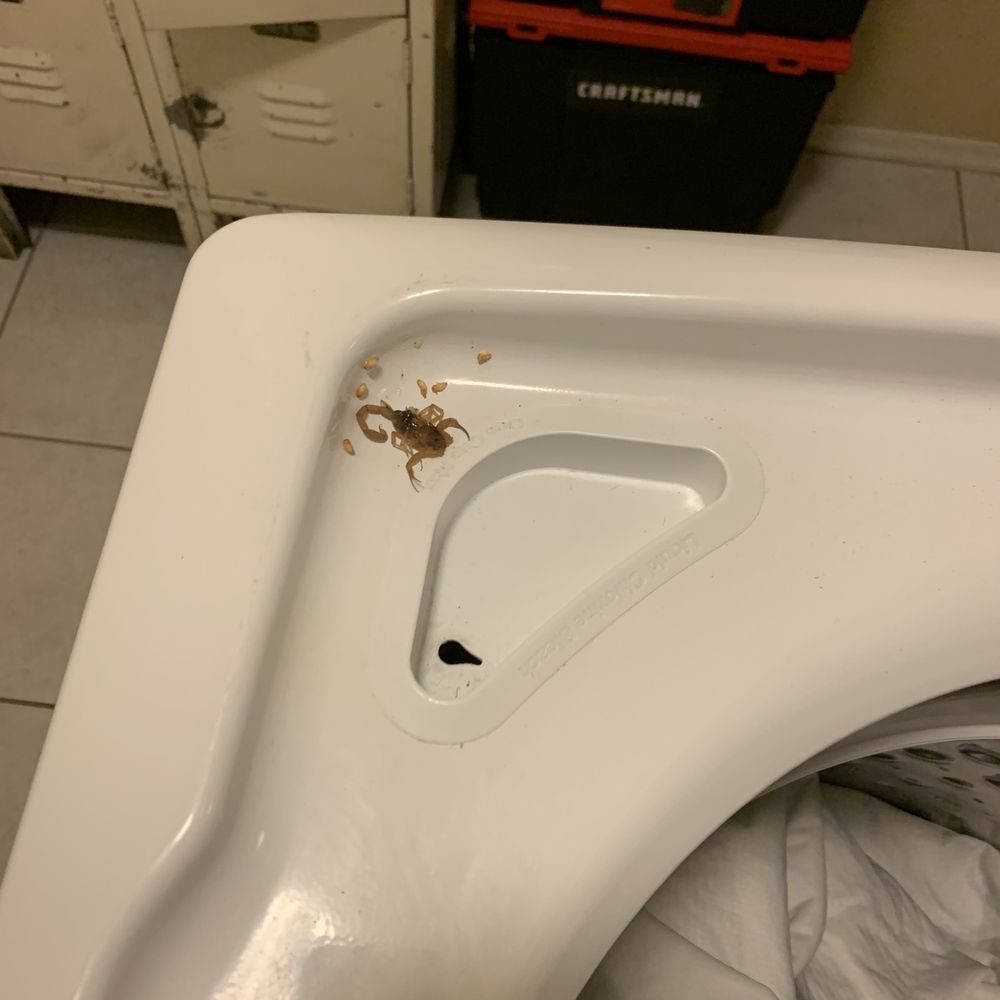 Aptive Pest Control - this was two weeks after the service. - Pest Control Near Me - Phoenix, Arizona