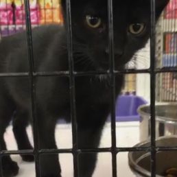 Not the best picture but this little guy was so cute I almost cried. Someone adopt him!!!!! Not the best picture but this little guy was so cute I almost cried. Someone adopt him!!!!!