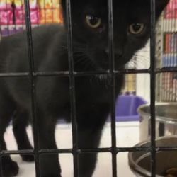 Pet Supermarket - Not the best picture but this little guy was so cute I almost cried. Someone adopt him!!!!!