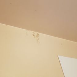 Sword Motor Inn - Mold in the bathroom