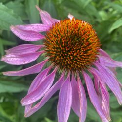 Rooted Remedies - Echinacea-enhances the immunity!