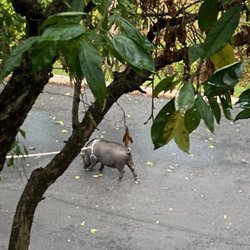 Red Roof Inn Enfield - Pigs are allowed.