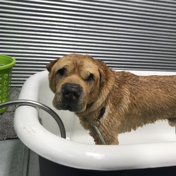 The Green Spot Omaha - Dudley getting a bath. - Pet Stores Near Me - Omaha, Nebraska The Green Spot Omaha - Dudley getting a bath. - Pet Stores Near Me - Omaha, Nebraska