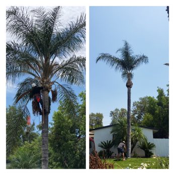 RC Tree Service & Landscaping - a man trimming a palm tree - Tree Services Near Me RC Tree Service & Landscaping - a man trimming a palm tree - Tree Services Near Me