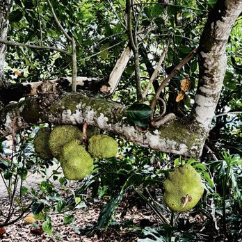 Fruit & Spice Park - Parks Near Me - Homestead, Florida