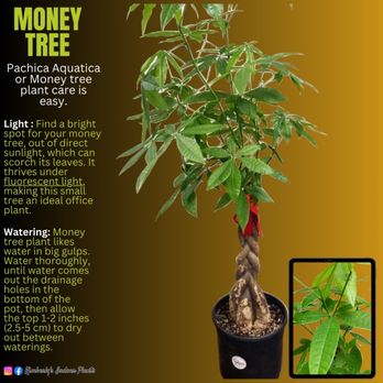 Kimberly's Indoor Plants - Money Tree - Nurseries & Gardening Near Me - Rialto, California Kimberly's Indoor Plants - Money Tree - Nurseries & Gardening Near Me - Rialto, California