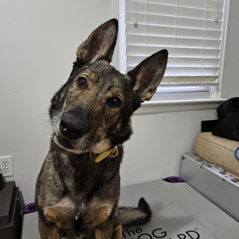 The Dog Wizard - Pet Training Near Me The Dog Wizard - Pet Training Near Me